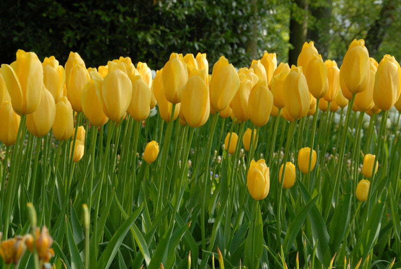 South Formal Garden Tulip Collection