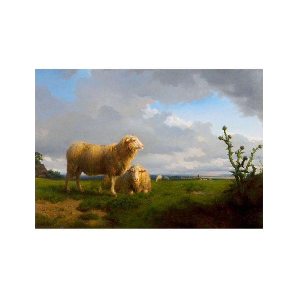 Meadow and Sheep Postcard