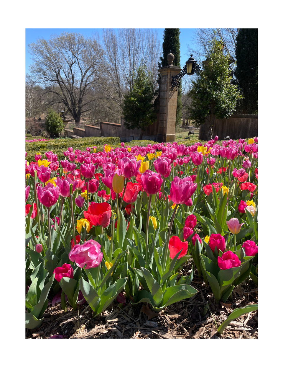 East Formal Garden Tulip Collection