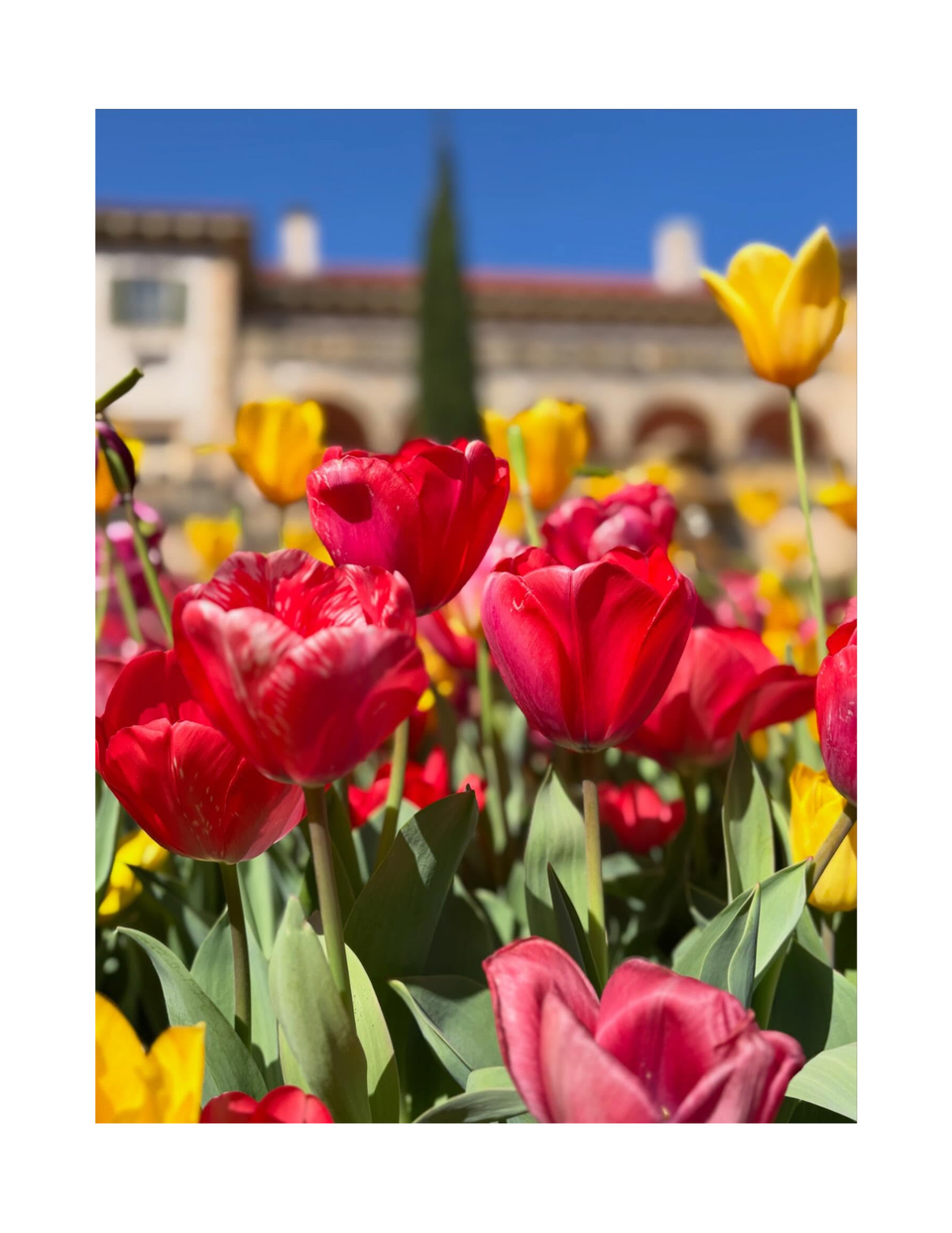 East Formal Garden Tulip Collection