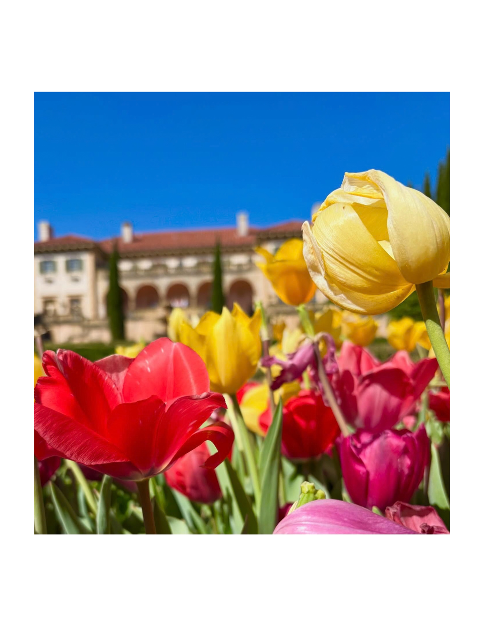 East Formal Garden Tulip Collection