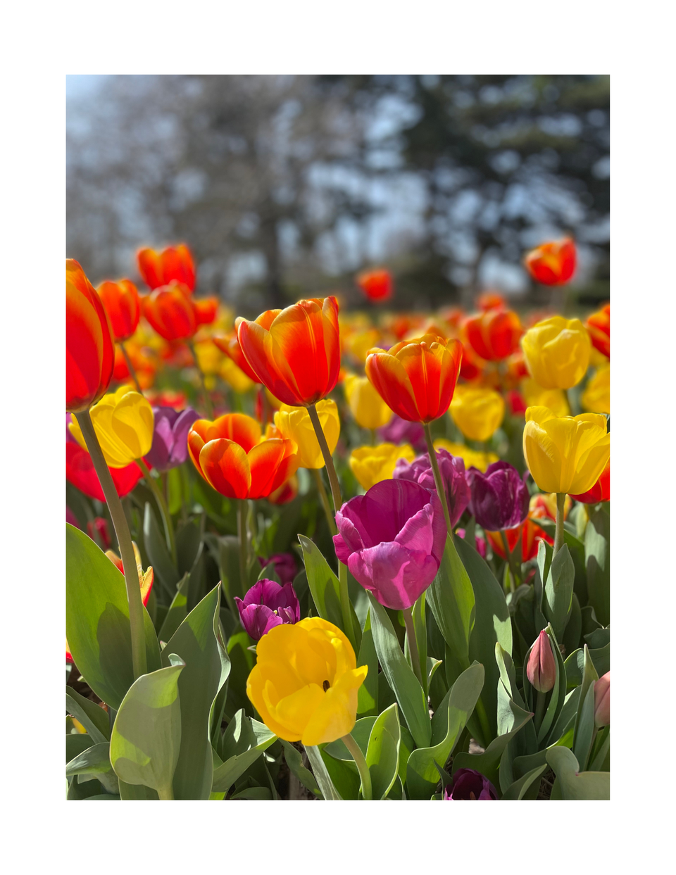 Grand Entrance Tulip Collection