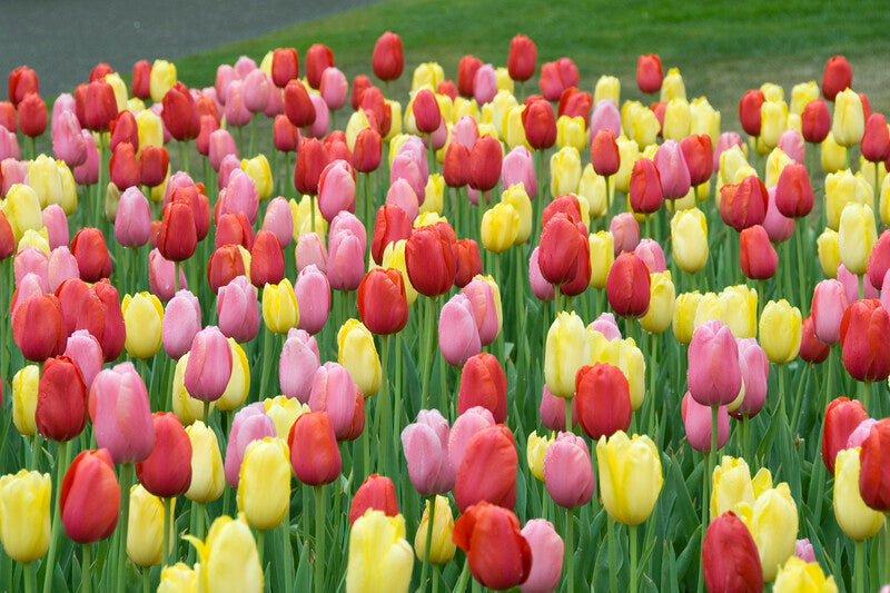 East Formal Garden Tulip Collection