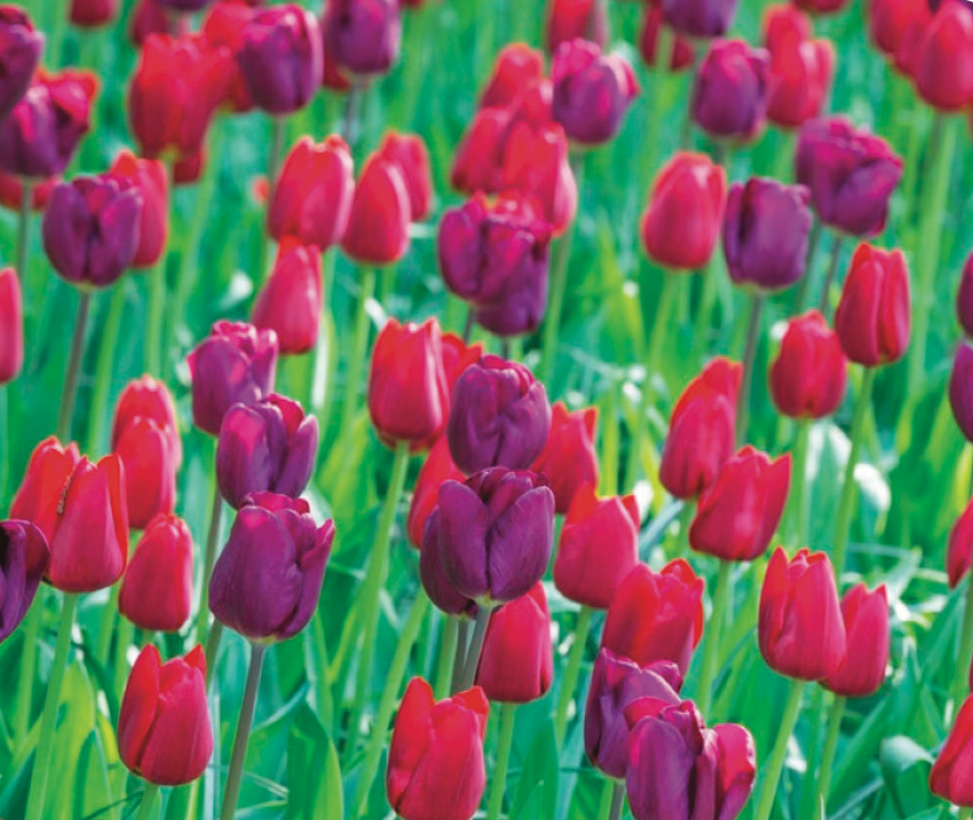 East Formal Garden Tulip Collection