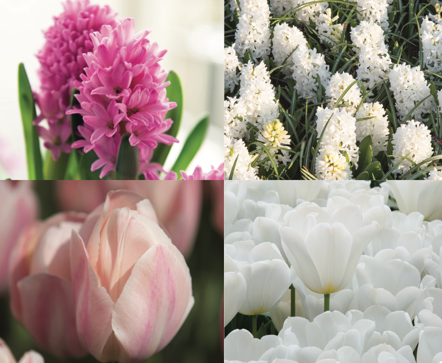 Grand Entrance Tulip Collection